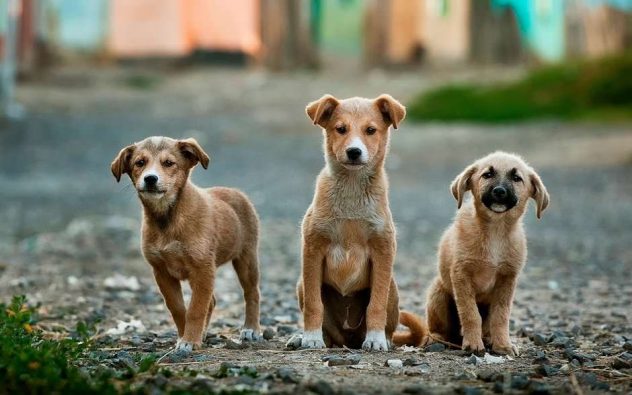 aplicaciones perros mascotas