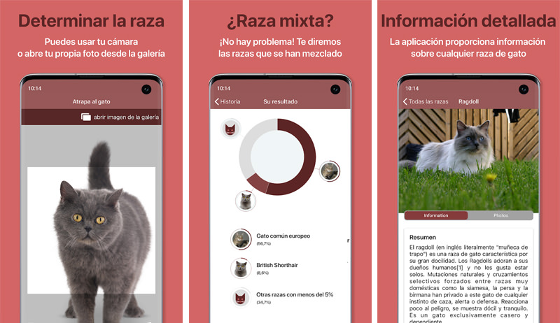 descargar-appCat-Scanner-Identificar-raza-gatos